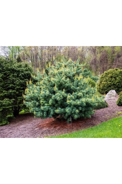 Сосна японська дрібноквіткова Бергман у ланшафті